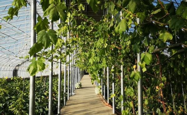 Alog｜“娜”一次援藏：從救命糧到“高極”菜，真香