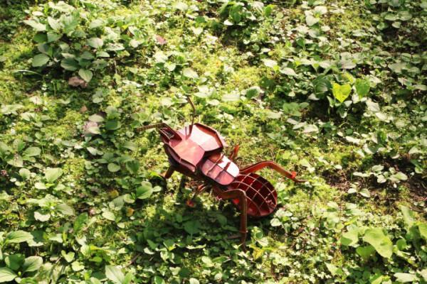 穿過密林，渡過小溪，美洲雨林兄弟的叢林好奇之旅