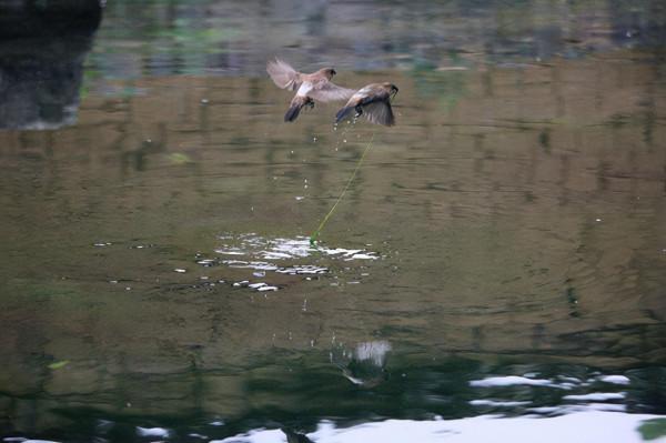有誰知道這麻雀叼啄青苔有啥作用