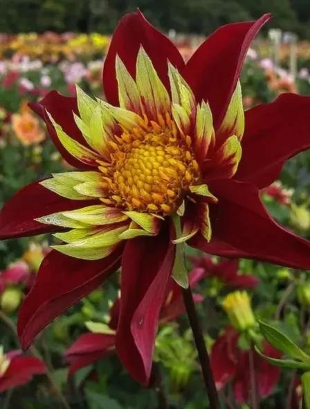 大麗花一一雍容華貴