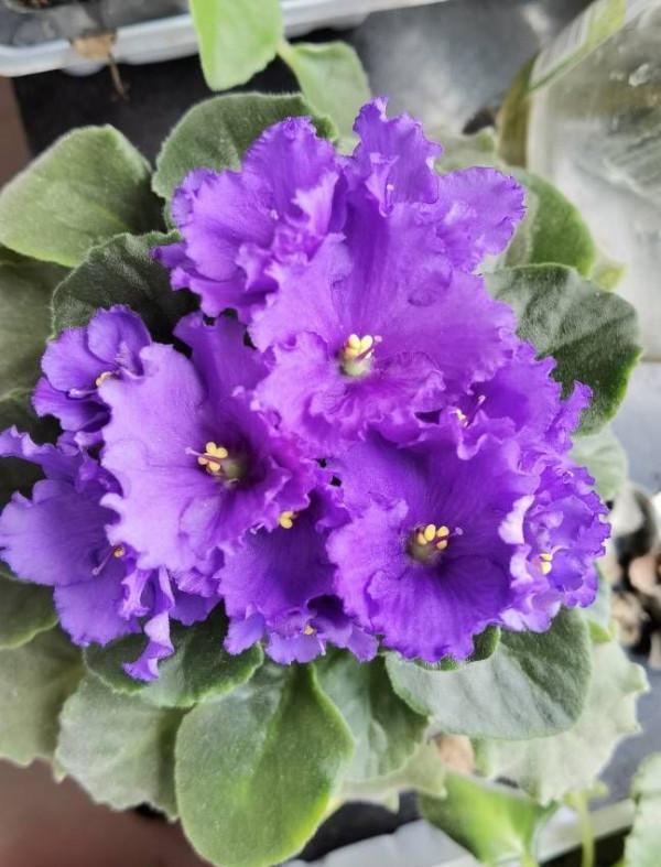 陽臺光照不足，就養這4種花，很好看驚豔、花也很多、綠植環繞