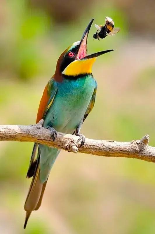 分享：抓拍動物精彩瞬間，驚豔絕倫，實為罕見