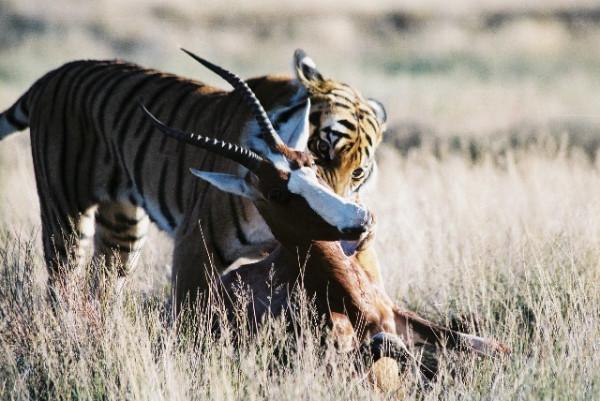 2003年，我國將2只華南虎送往非洲野化，為何至今也沒放歸野外？