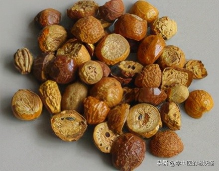 每日一味中藥——川楝子