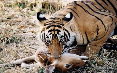 遙想：最後一隻華南虎在羅霄山脈中絕望地嘆息一聲，閉上眼睛