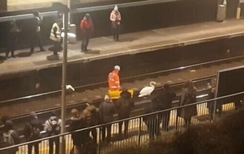 英國一隻受傷天鵝出現在地鐵軌道上 交通被迫中斷數小時