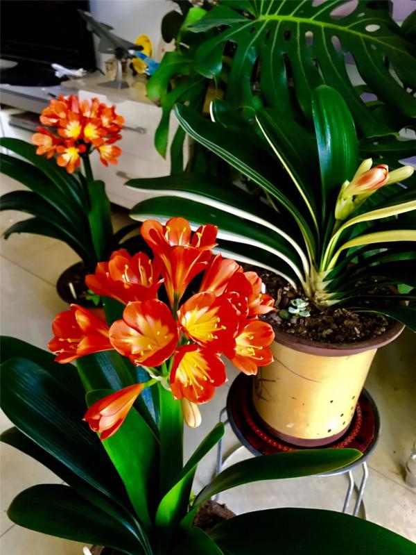 利於健康的吉祥花,建議從這12種裡面選擇,好養大氣有旺宅的寓意 利於健康的吉祥花,建議從這12種裡面選擇,好養大氣有旺宅的寓意