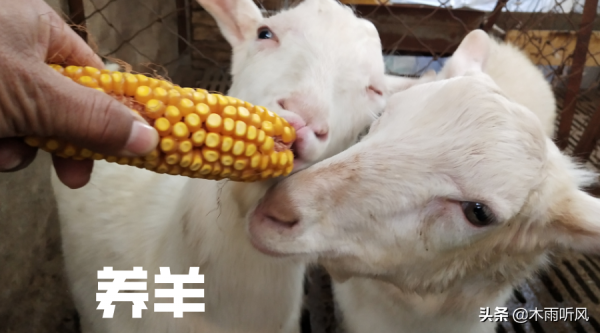 養殖羊上膘慢？6點育肥羊經驗，手把手教你育肥羊