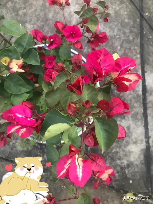 非常驚訝的印度畫報三角梅花色多變如魔幻般美麗 非常驚訝的印度畫報三角梅花色多變如魔幻般美麗