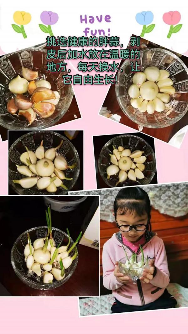 停課不停學“雙減”歡樂多植物種植小樂園（第一期）奇妙的種子