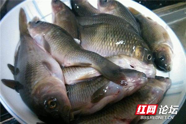 好日子就快到來，這樣的稻花魚可以解饞了