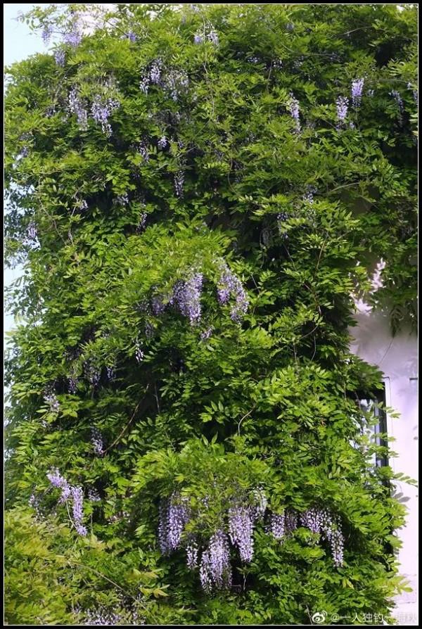 八大關，美了！