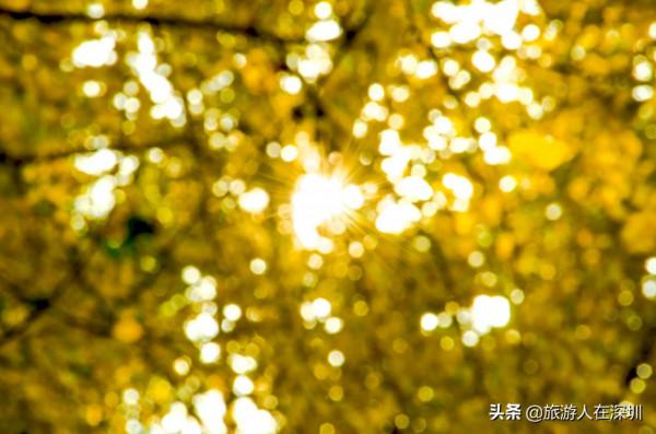 從廣東南雄出發,去看有1680多年的最美銀杏林,這裡全攻略如何玩 從廣東南雄出發,去看有1680多年的最美銀杏林,這裡全攻略如何玩