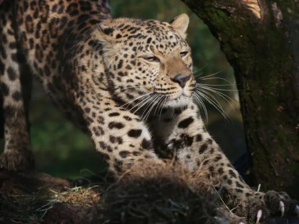想&OpenCurlyDoubleQuote;豹富&rdquo;？快來上海動物園看&OpenCurlyDoubleQuote;豹發虎&rdquo;本豹！丨小葉子陪你過大年