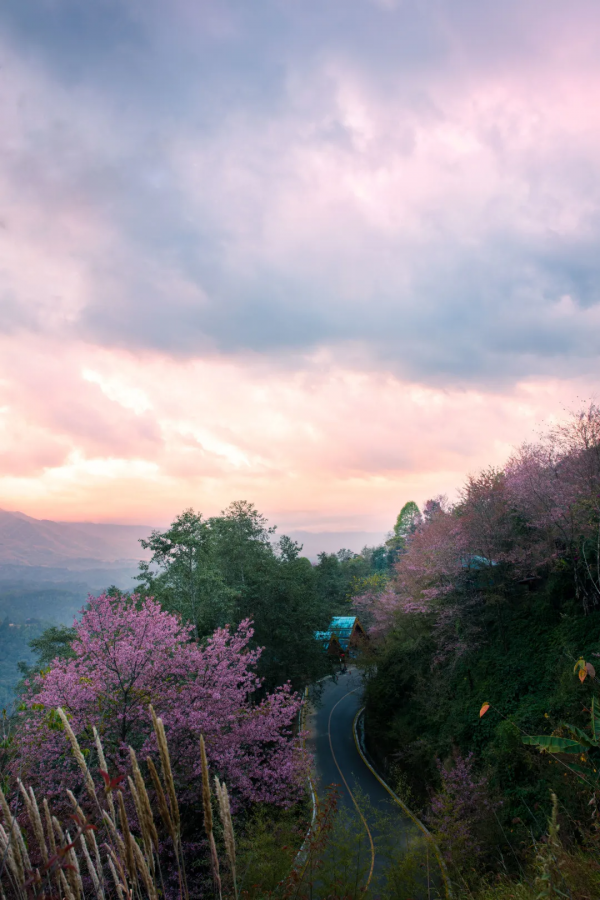 騰衝周邊遊丨冬日遊櫻花谷