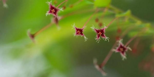 純潔的花花在溫暖陽光下,鮮豔奪目。百看不厭 純潔的花花在溫暖陽光下,鮮豔奪目。百看不厭