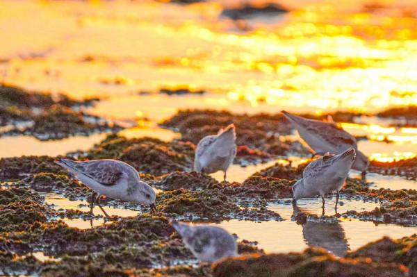 照片故事～霞光鳥影