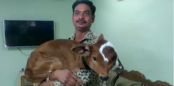 印度農民家出生一隻四眼兩嘴小牛,當地人蜂擁膜拜 印度農民家出生一隻四眼兩嘴小牛,當地人蜂擁膜拜