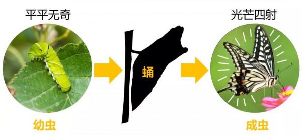 萌萌的大眼蟲子——柑橘鳳蝶