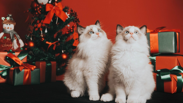 除了年齡，這些方法也能判斷貓咪是不是老了