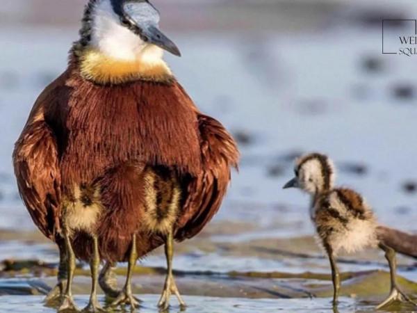 多腳怪的原原本本 多腳怪的原原本本