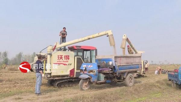 三莊鎮:2000畝大豆喜迎豐收市場銷路旺 三莊鎮:2000畝大豆喜迎豐收市場銷路旺