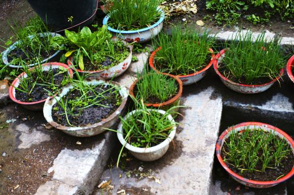 這些菜被叫“懶人菜”,種一次可以吃幾年,簡單好養活 這些菜被叫“懶人菜”,種一次可以吃幾年,簡單好養活