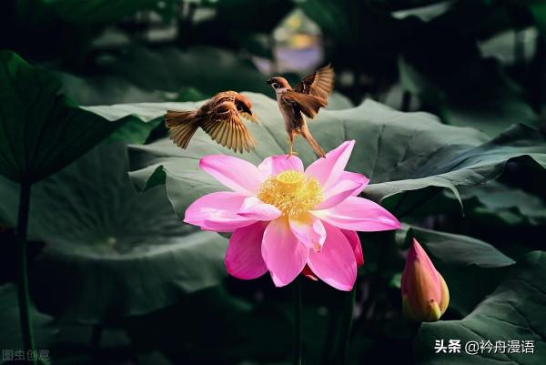 荷花與鳥兒的美麗邂逅