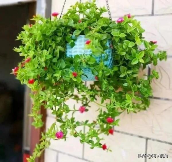 保持室內空氣清新的花，九種家庭必備的“空氣清新劑”，滿屋花香