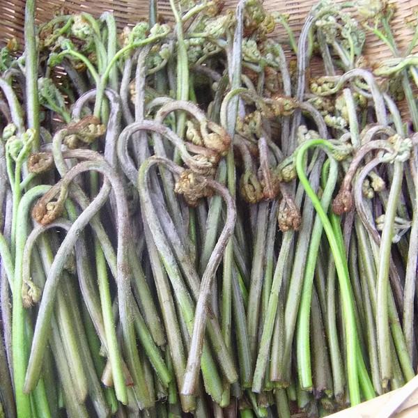 38種路邊的野菜，常常見到但不一定都認識，看你吃過幾種？