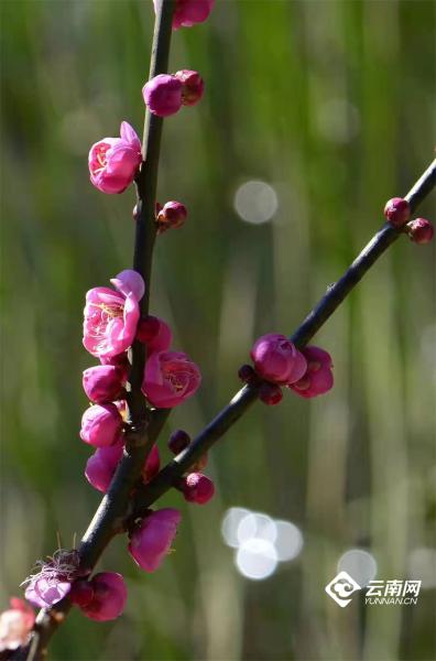 年味（四）一年一度梅花開，今年依舊