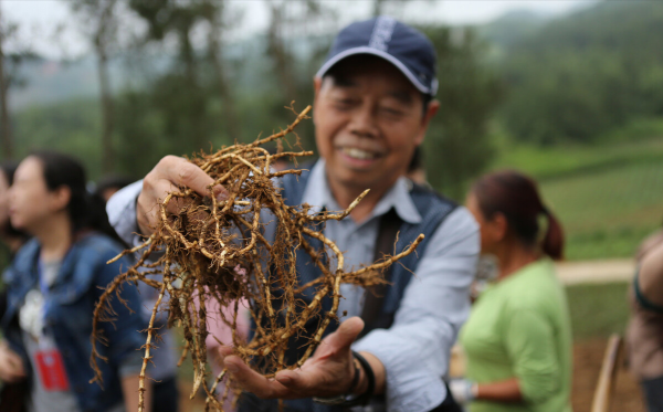 湖北大叔種植魚腥草，開發附加產品讓草價翻十倍，一年銷售千萬元