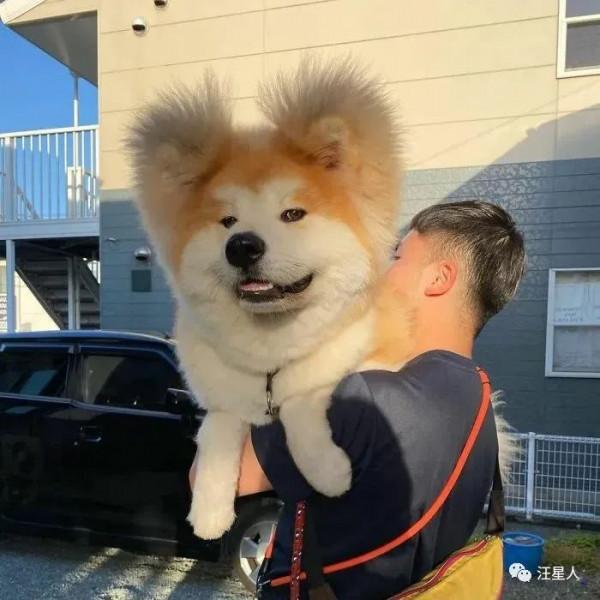 主人曬出家裡狗狗小時候和現在的對比照，全網被萌哭