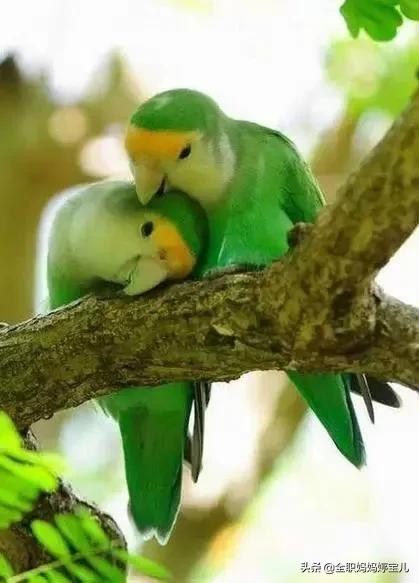 分享——比翼鳥