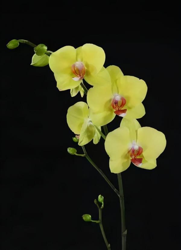 蘭花：部分種類圖鑑