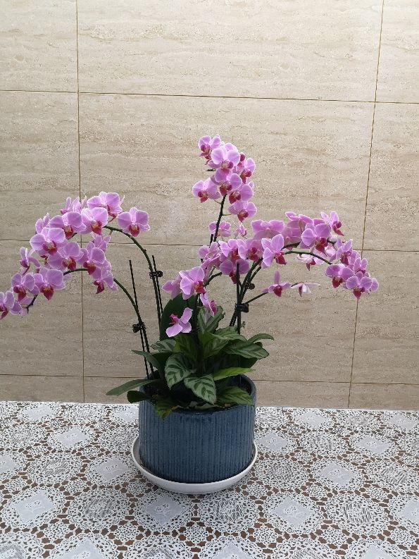 冷空氣來襲,5種怕凍傷的花卉,要特別注意保暖 冷空氣來襲,5種怕凍傷的花卉,要特別注意保暖