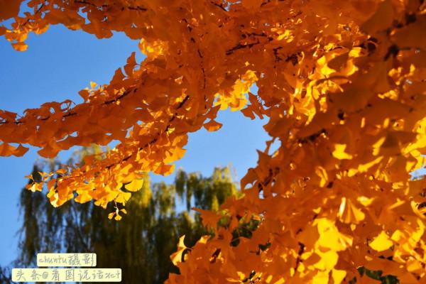 河北青龍:銀杏金黃風光美 河北青龍:銀杏金黃風光美