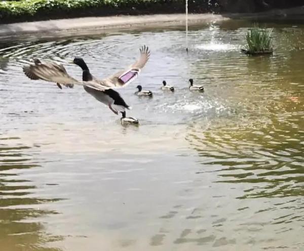 蘇軾七首經典詩歌賞析合集