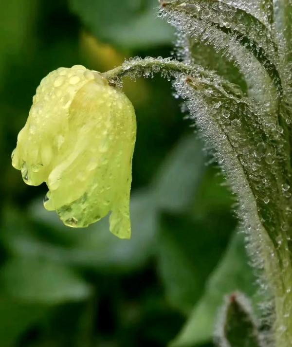 黃花綠絨篙,耐寒耐乾旱的高山植物,很有風骨 黃花綠絨篙,耐寒耐乾旱的高山植物,很有風骨