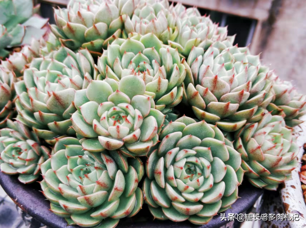 喜歡多肉爆盆的肉友有福了，去入手這8個品種，個個都是爆頭狂魔