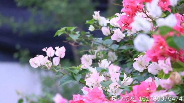 6種花超好養，新人都能學會的養護技巧，看這篇就夠了