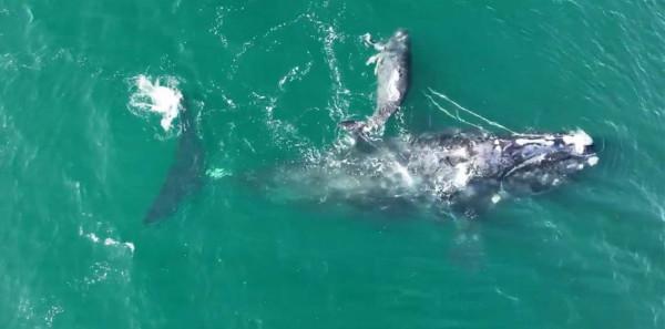 身纏魚線，瀕危鯨魚勇敢生產，可危險並未離開