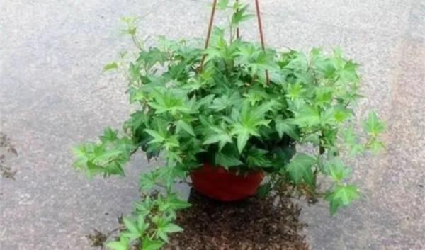 100種觀葉植物 | No.7 常春藤養護攻略