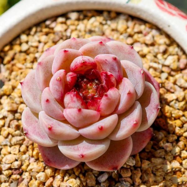 看了就想抱回家的多肉