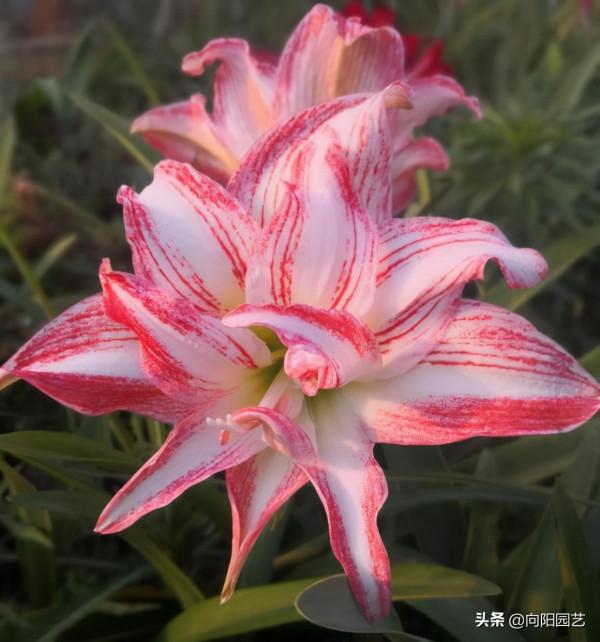 100塊一棵的“洋蔥球”，有錢買不到，一年開1次，花瓣巨漂亮