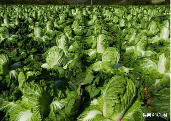 ​白菜、蘿蔔持續走高,肉雞一跌再跌,大蝦也來湊熱鬧,咋回事 ​白菜、蘿蔔持續走高,肉雞一跌再跌,大蝦也來湊熱鬧,咋回事