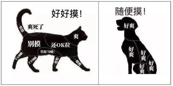 從科學的角度談一談養貓還是養狗 從科學的角度談一談養貓還是養狗