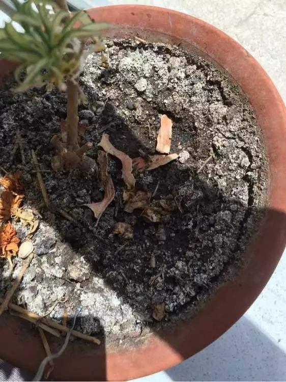 若是發現盆土長出4種“小東西”,建議斷水、換盆,防止根系腐爛 若是發現盆土長出4種“小東西”,建議斷水、換盆,防止根系腐爛