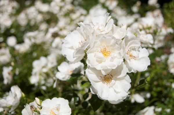 開白色花怎麼了,照樣仙氣十足 開白色花怎麼了,照樣仙氣十足