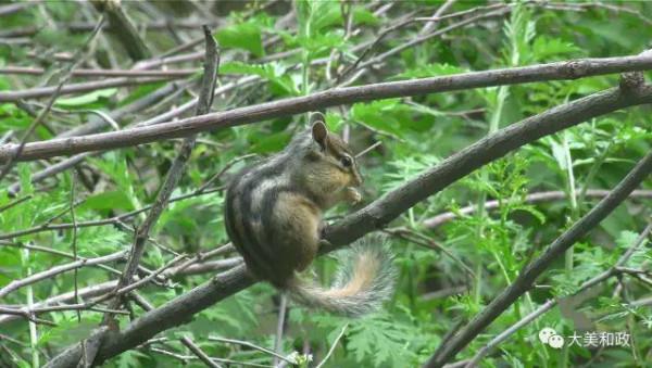秋韻•和政松鳴巖 一幅大寫意的水彩畫